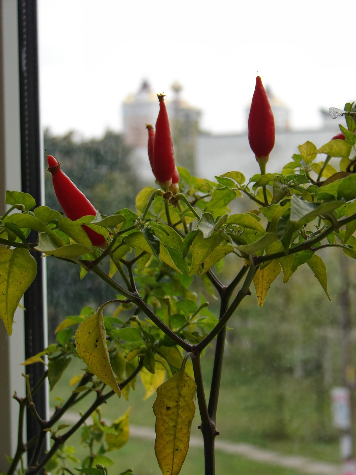 Комнатный перец Огонёк: Фотогалерея Планета земля Фотогалерея природы на dia-log