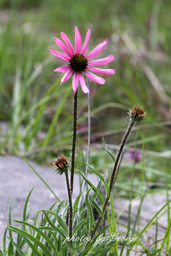 "What's Blooming Now" What Is A Wildflower?