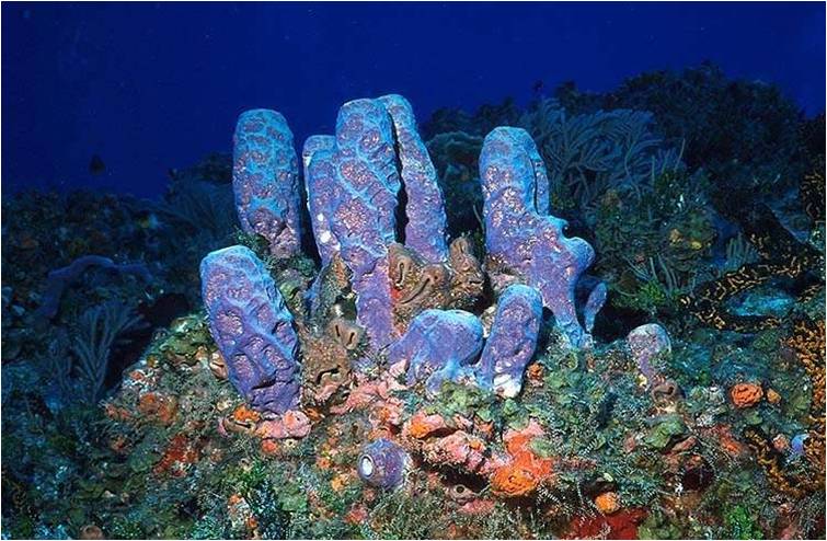 Multiple Choice Questions on Phylum Porifera (Sponges)