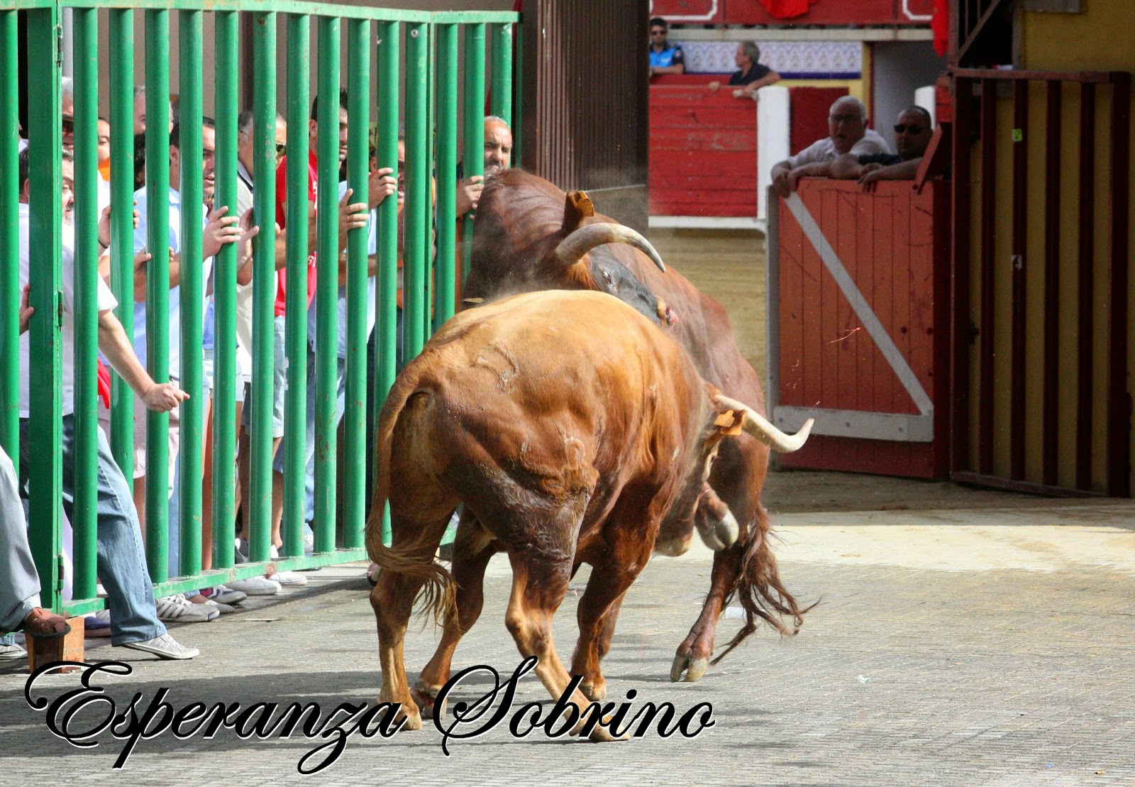 TAURINAS AL NATURAL PEDRAJAS DE SAN ESTEBAN (VALLADOLID)