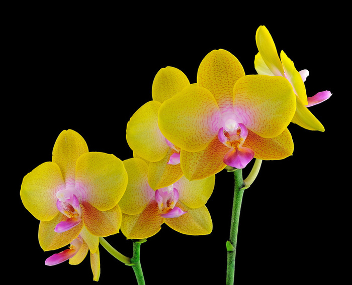  Bunga  Orkid  Cara Penjagaan Orkid  Vanda