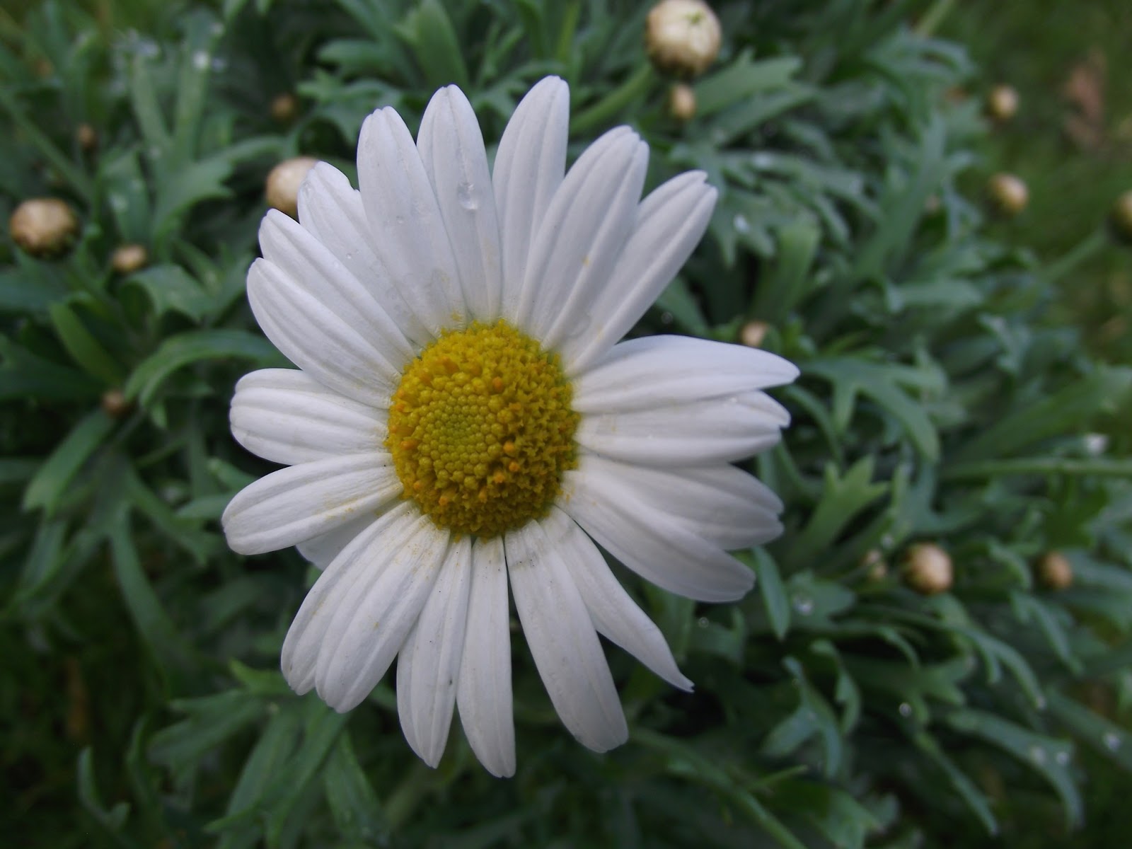 daisy air force one