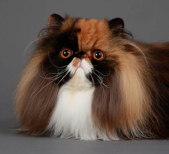 TODO SOBRE MI GATO El gato Persa