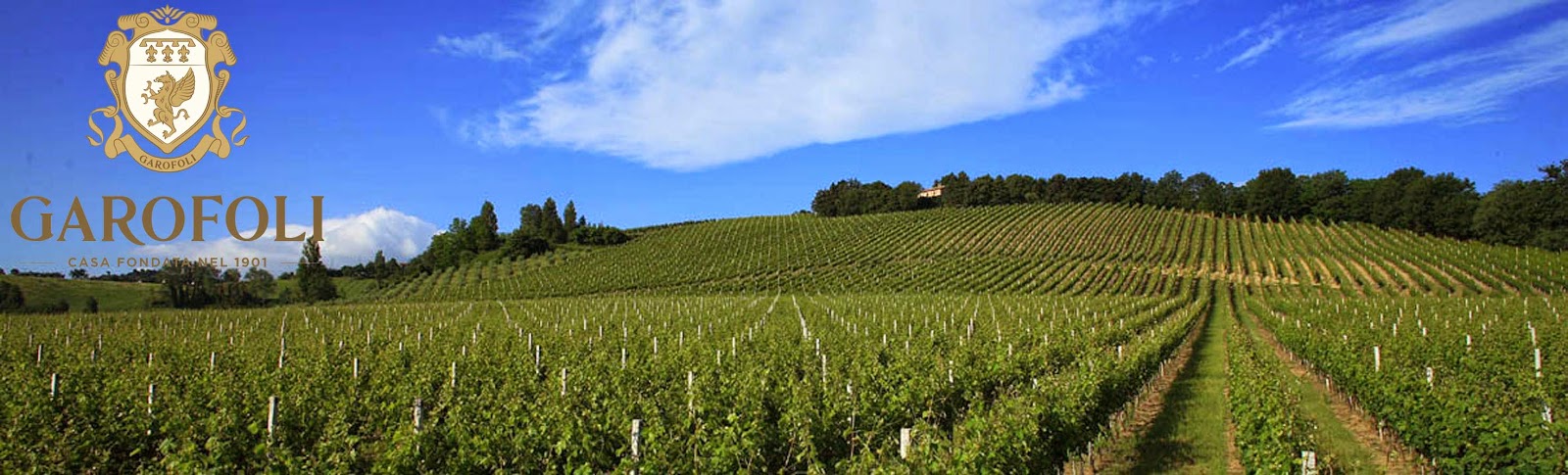 Garofoli vineyards in Le March