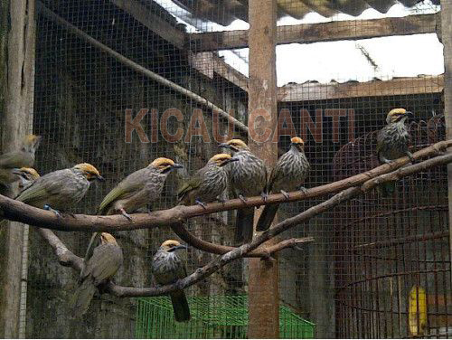 Daftar Harga Burung Cucak Rowo Orisinil Gacor Terbaru Tahun 2019