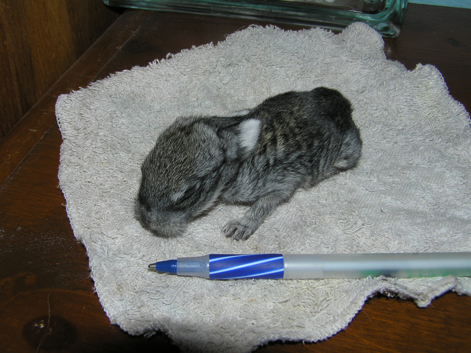 Keeping Rabbits Our First Litter A Life Unprocessed