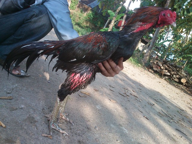 BANGKOK BEWOK KANDANG KLATEN Cara Mengairi Ayam