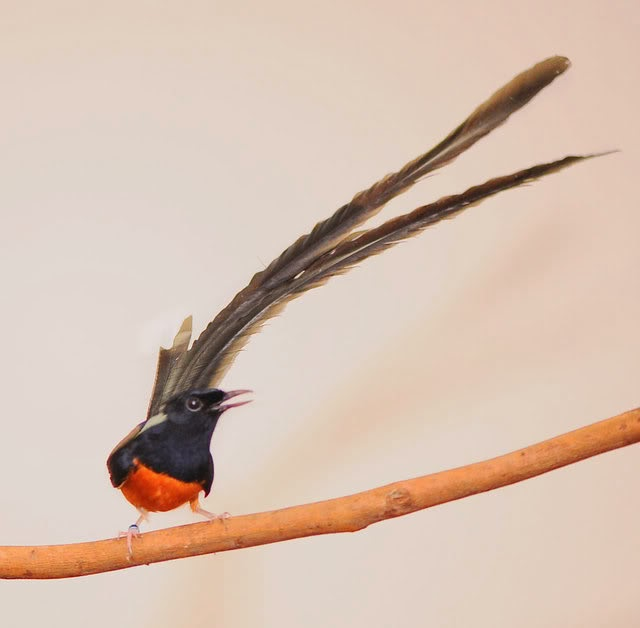 Harga Terbaru Burung Murai 2017 Berbagai Umur Dan Jenis 1001 C A R A