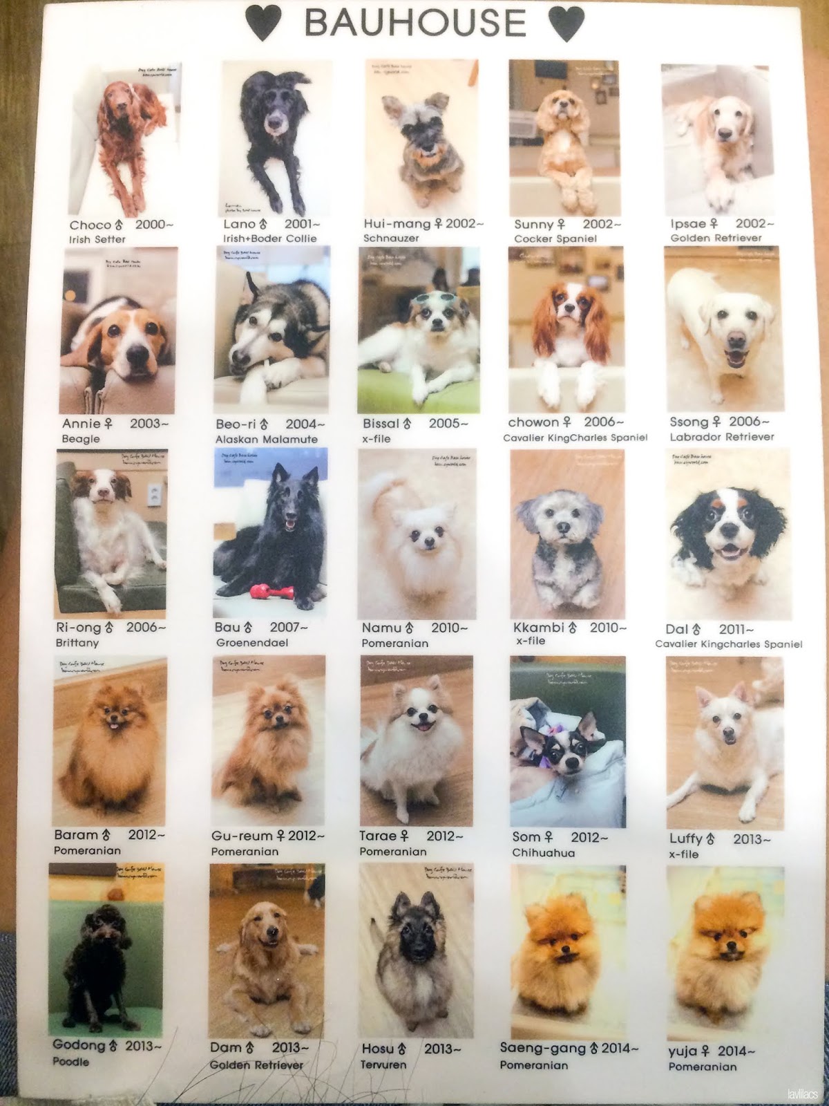 Seoul, Korea - Summer Study Abroad 2014 - Bauhaus Dog Cafe resident dogs