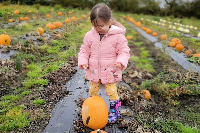 A picture of a pumpkin at Wymeswold Fruit Farm