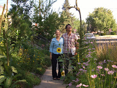 Bagua Mullein 2009