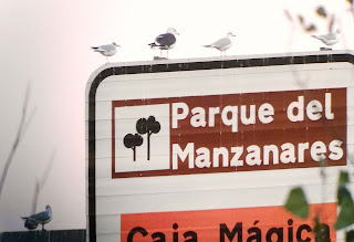Gaviotas, Madrid, Parque Manzanares, Chroichocephallus ridibundus