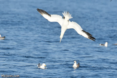 Mascarell (Morus bassanus)