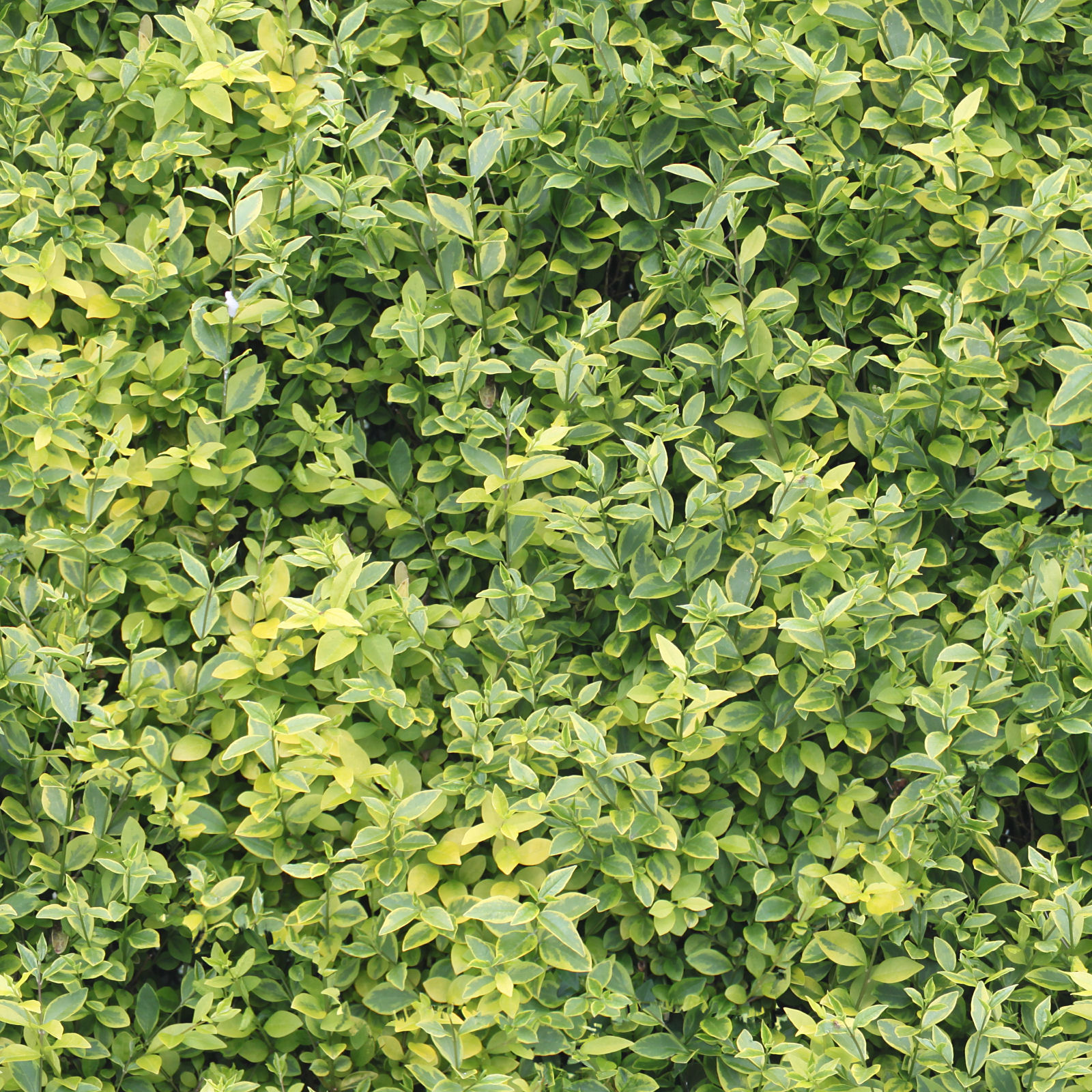 HIGH RESOLUTION TEXTURES: Seamless hedge green yellow leaves tree texture
