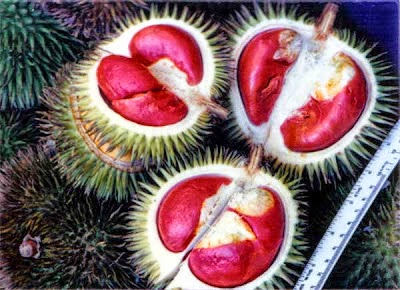 https://www.ramelhobbyshop.com/2022/02/unik-durian-berwarna-merah.html