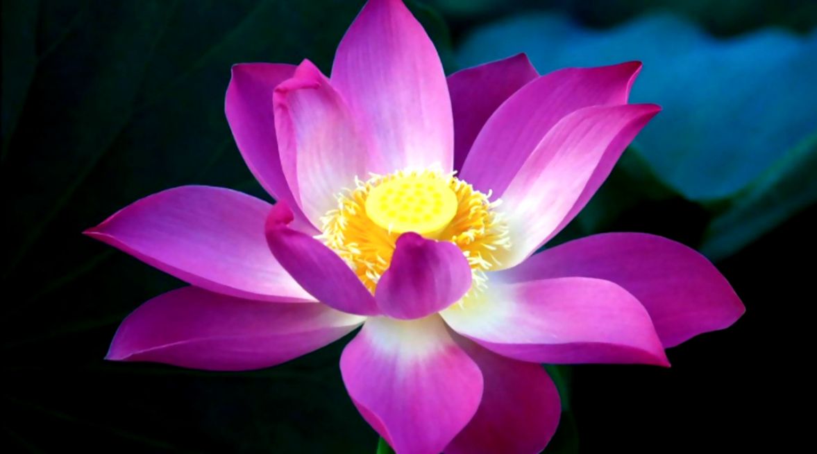 Amazing Purple Lotus Flower