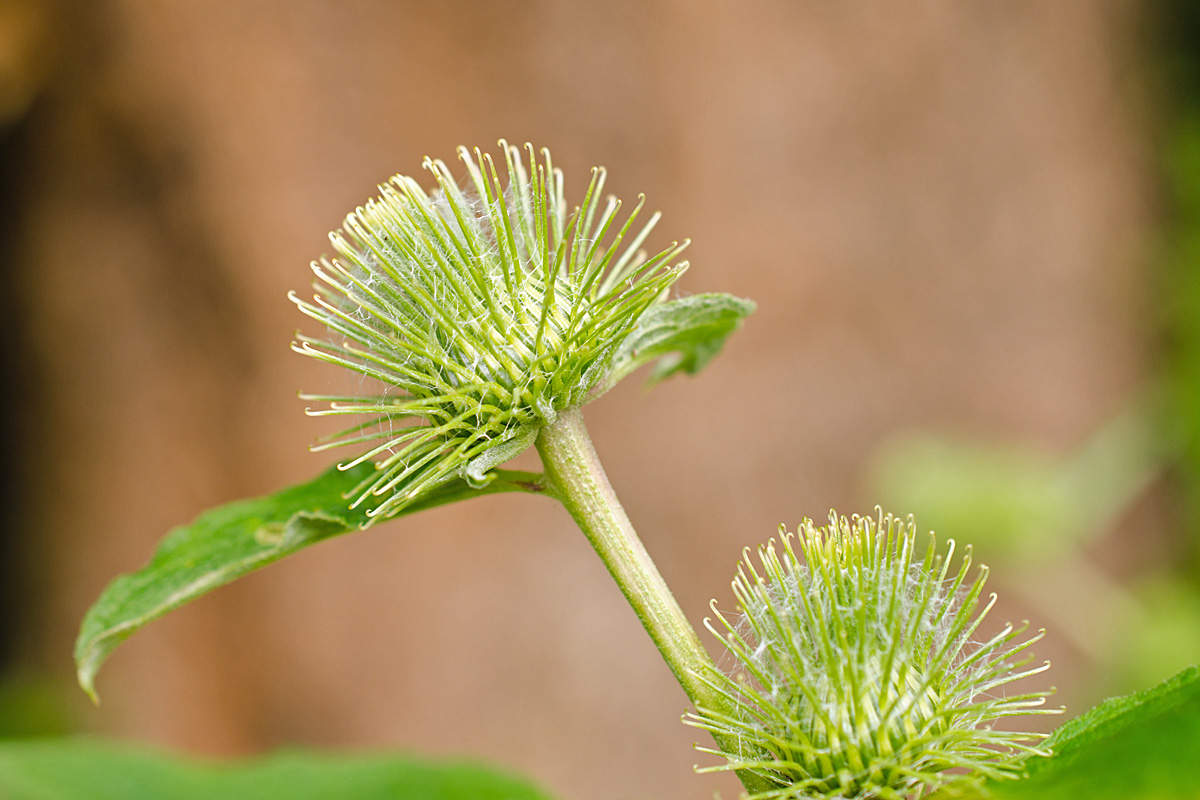 Wanderin' Weeta (With Waterfowl and Weeds) Hitchhiker