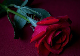 Red Rose