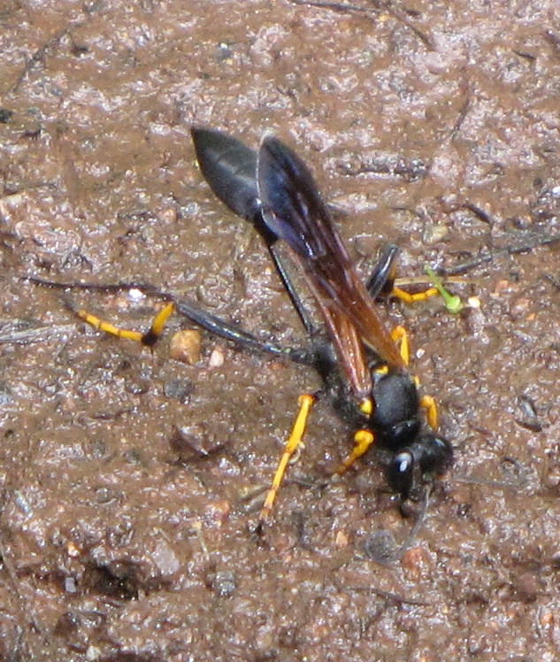 Bug Eric Wasp Wednesday Black & Yellow Mud Dauber