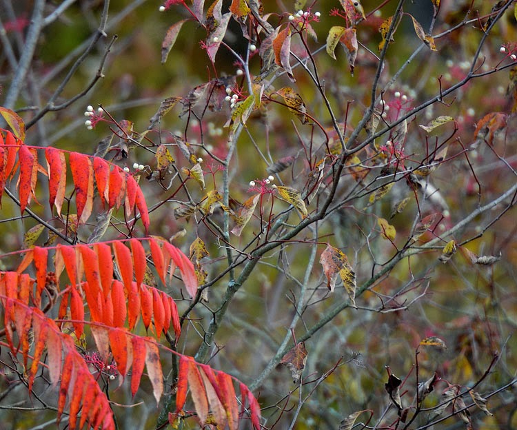 Gray Dogwood is distinguished by the gray bark that appears on older branches. The bright red shows on newer stems and the fruit pedicels.