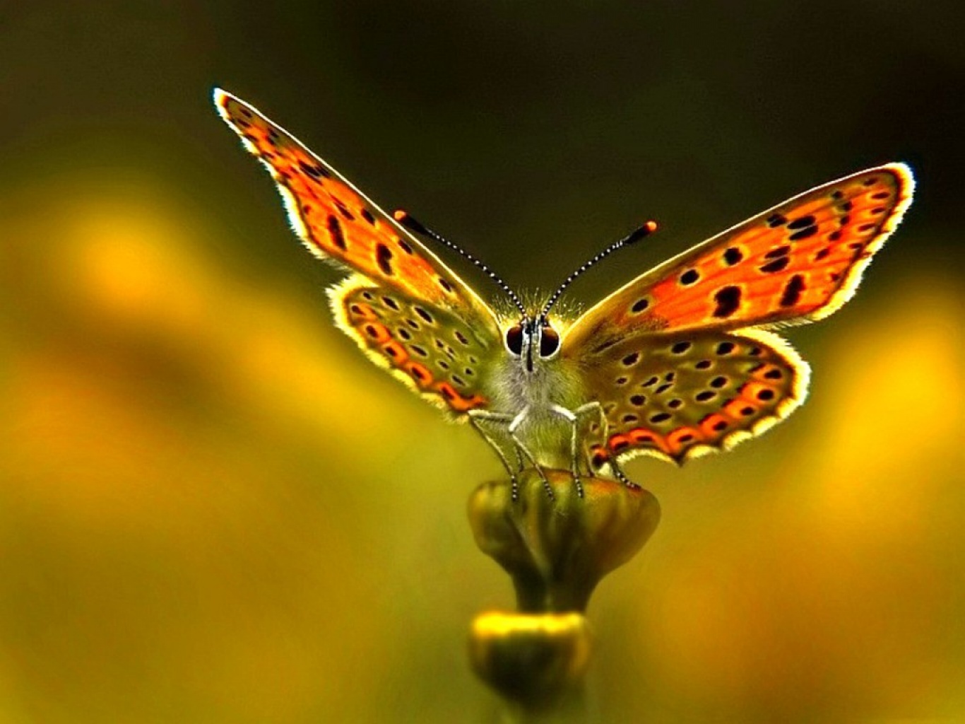 Mi Maleta De Recortes Las Más Bellas Mariposas Butterflies Farfallas