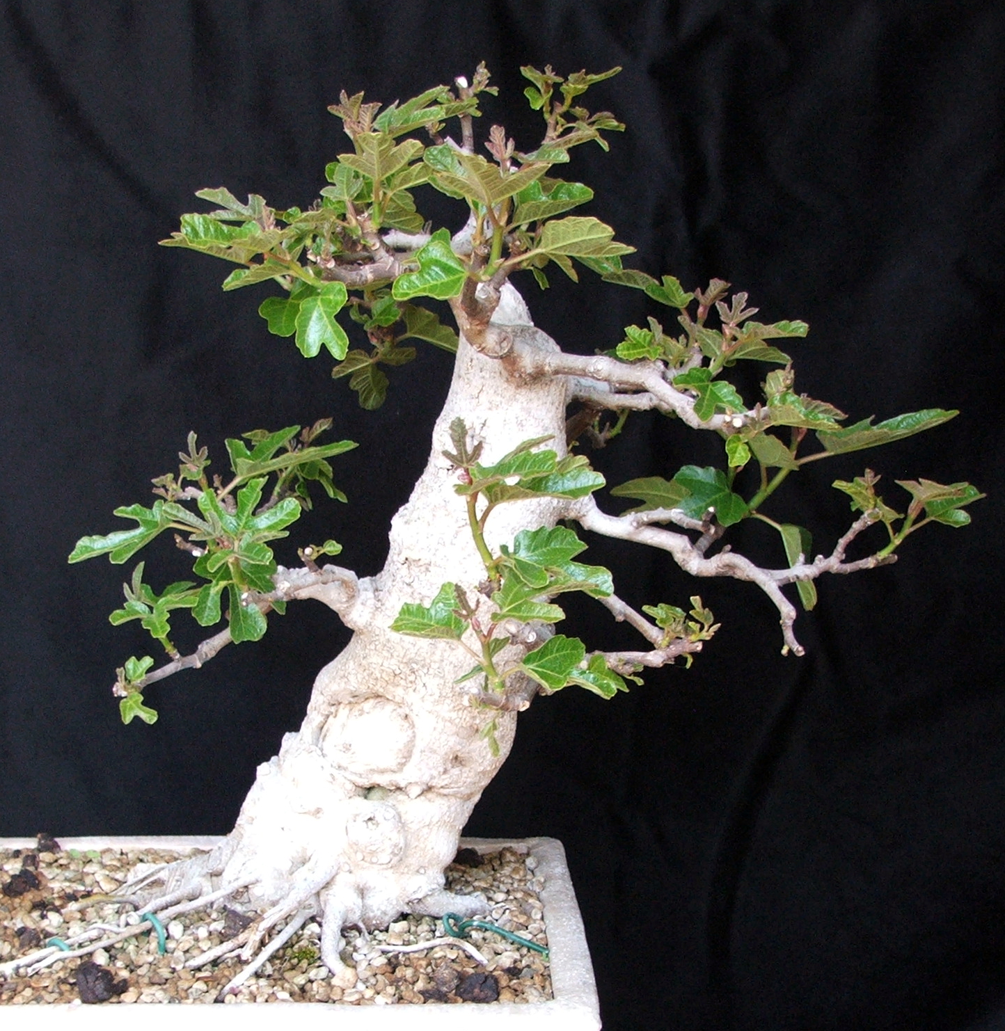 Evoluzione Bonsai Bonsai di Fico Ficus carica fig tree