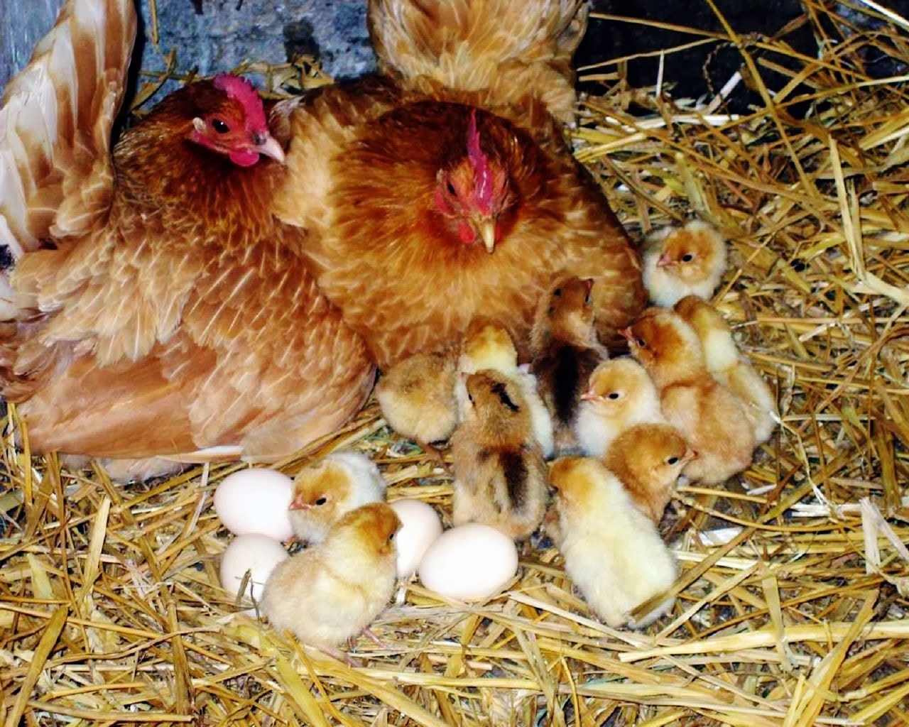 Цыплята яичных пород куплю