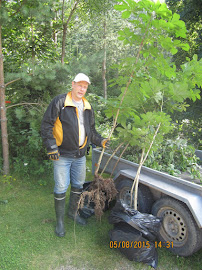 Puutarhuri Tampere välittää istuttaa ja myy hevoskastanjan taimia ymv käteisellä puutarhoihinne