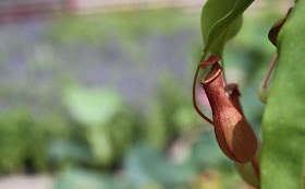 Pitcher Plant