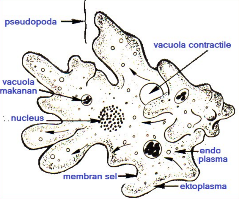 Protista Pengertian Klasifikasi Dan Peranannya Www