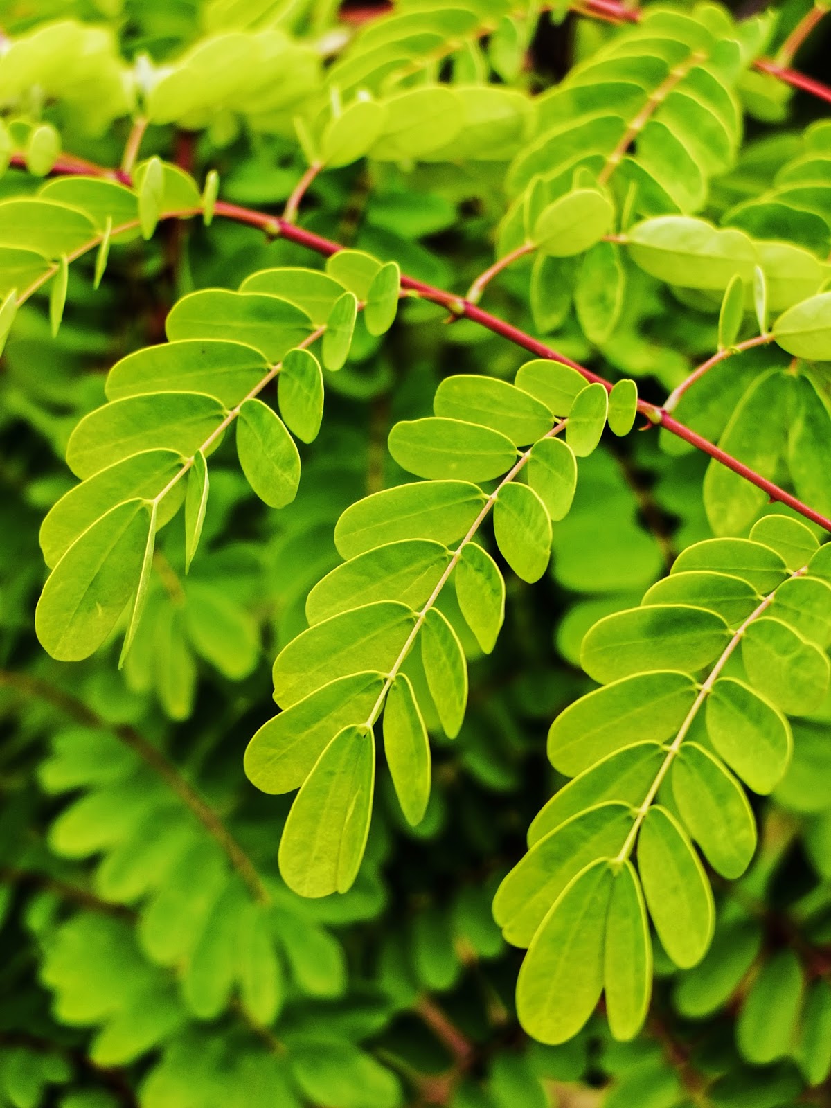 Close up of leaves of an Acacia tree in Fota Gardens, Co.Cork.