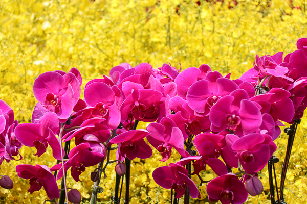 台中市民廣場「花現美好綻放幸福」花卉推廣活動，免費賞花拍照