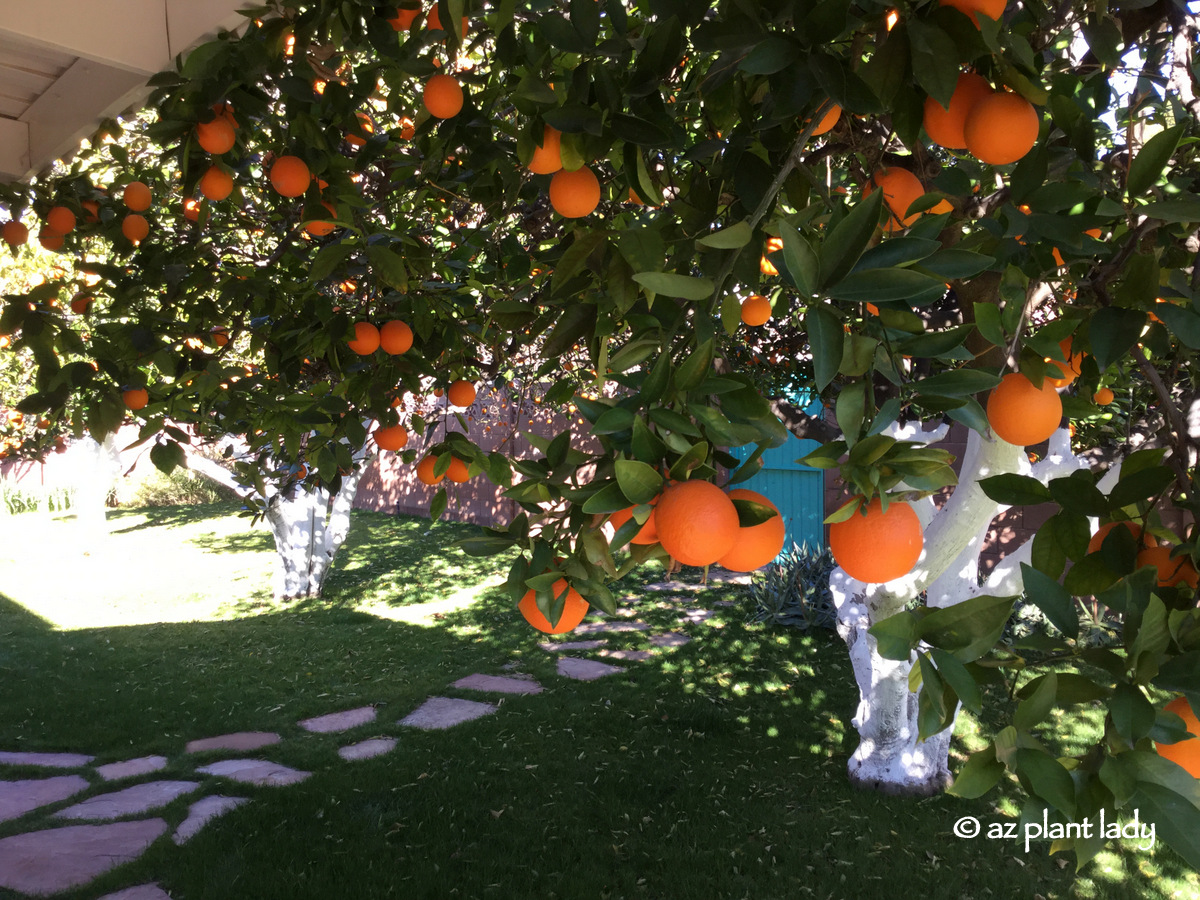 Creative Ways To Get the Most Out of Citrus Ramblings from a Desert