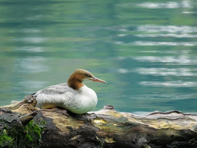 Ljubljana to Lake Bled Day trip: duck on Lake Bled