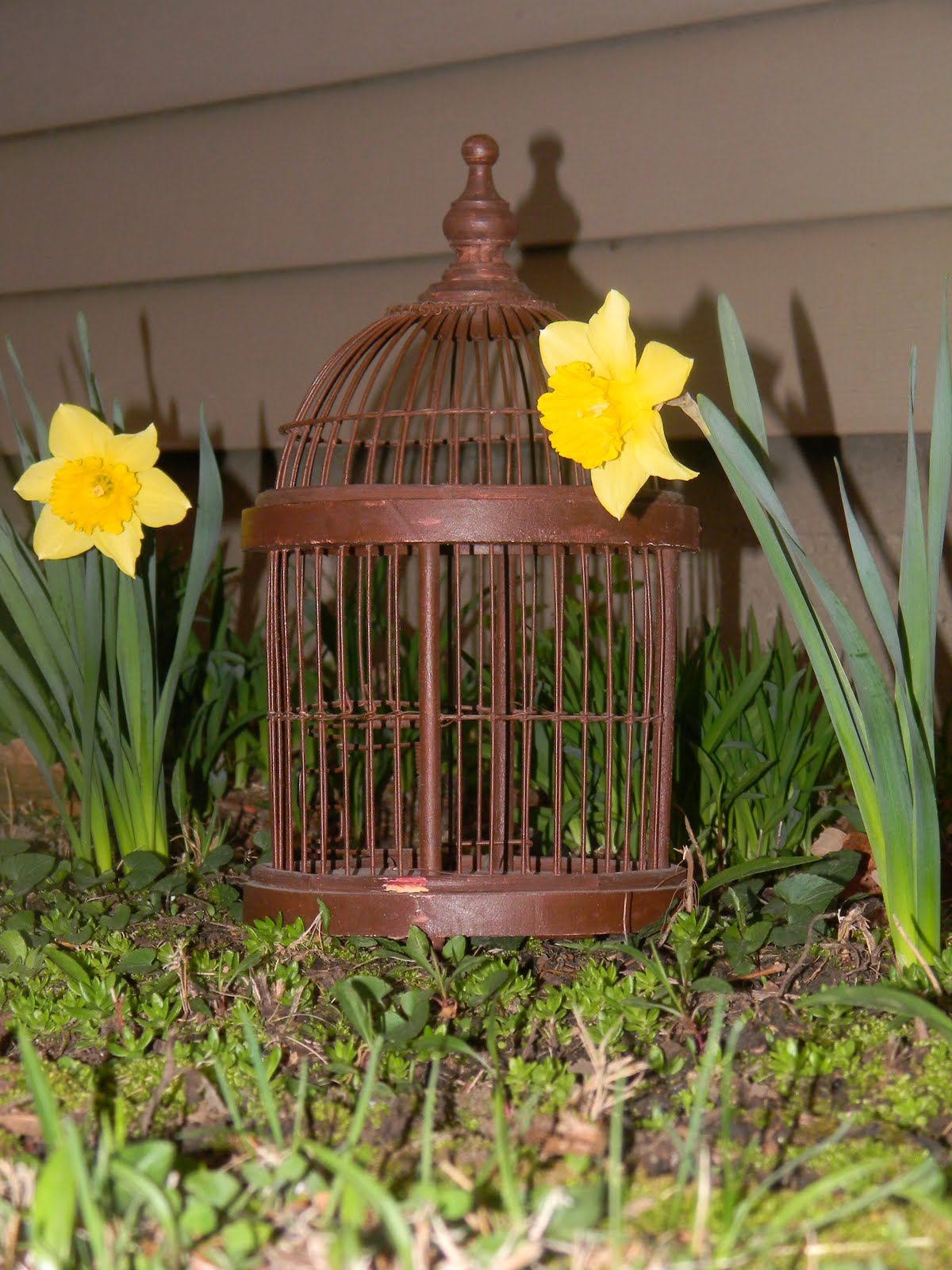 Snowflakes and Dragonflies Are Birdcages Manly?