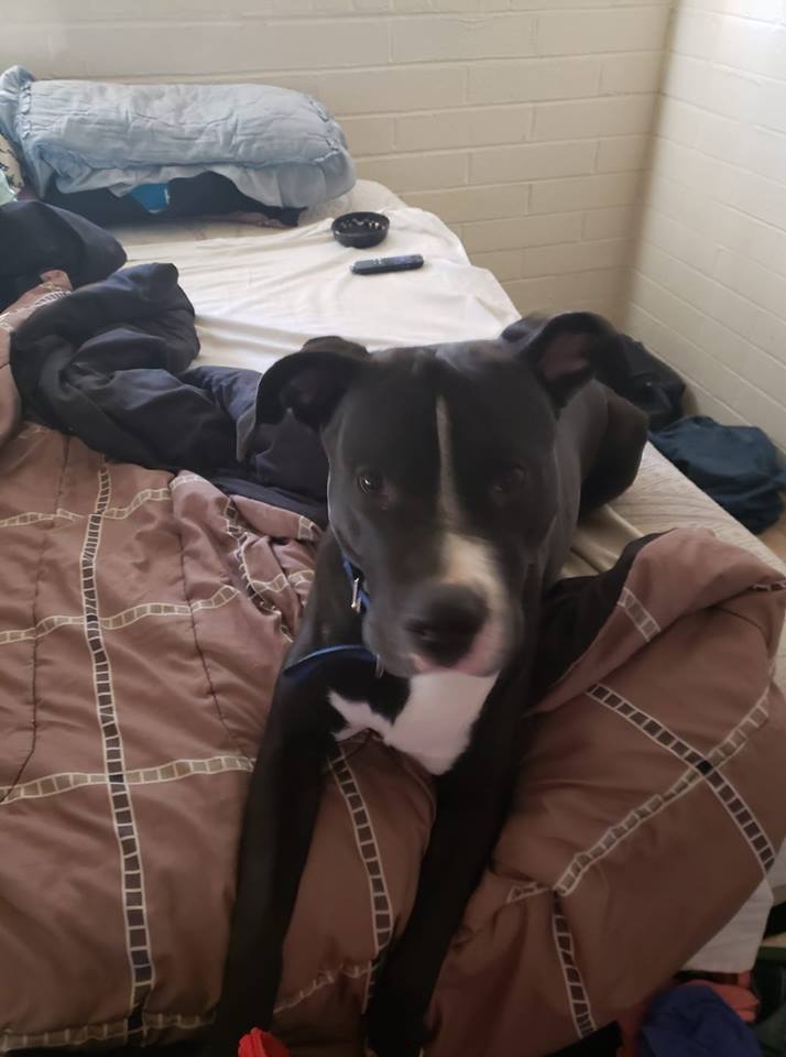 Adopt 2 Year Pit Lab Mix for Free