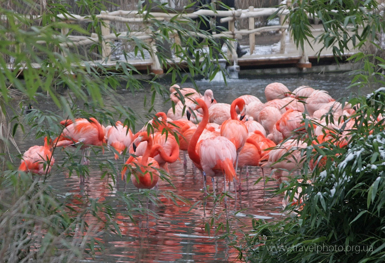 Оранжевые фламинго в Пражском зоопарке