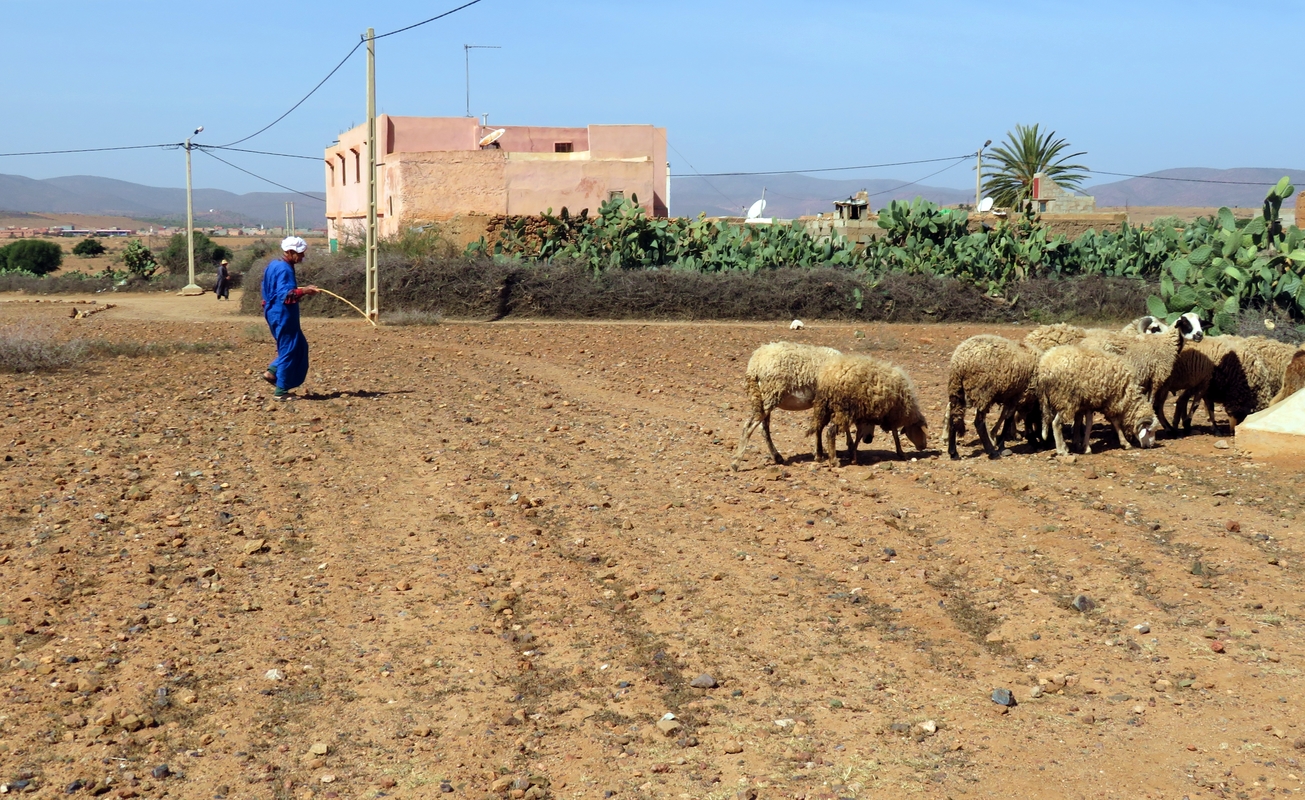 Пастух около  Тиугзы в Марокко
