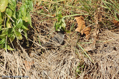 Tallarol capnegre (Sylvia melanocephala)