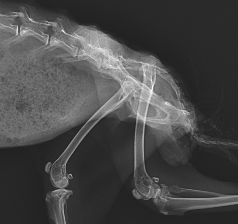 Veterinary, Photography and Travel Stories for vet students and pet