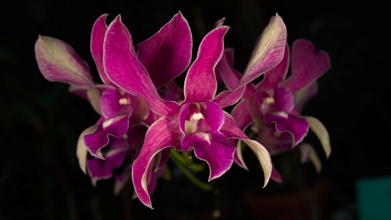 Orquídeas | Dendrobium anosmum - Viveiro Renascer