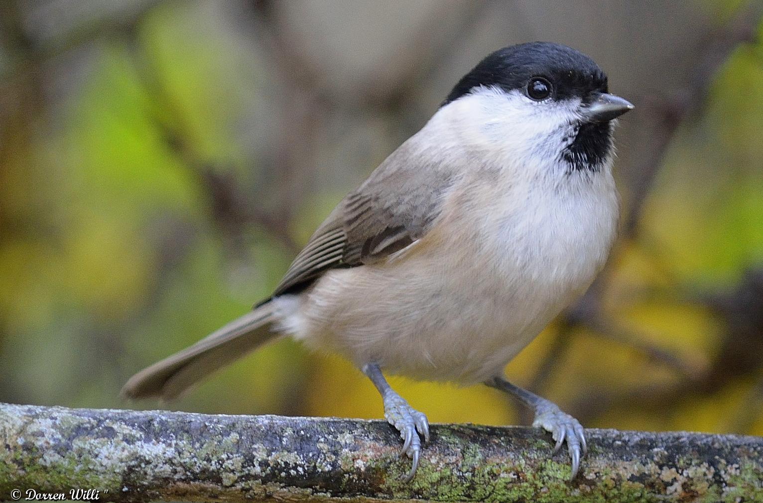 Les oiseaux et autres Animaux de nos jardins et forets: mélanges d