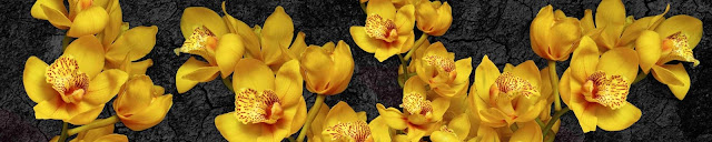  Скинали желтые орхидеи