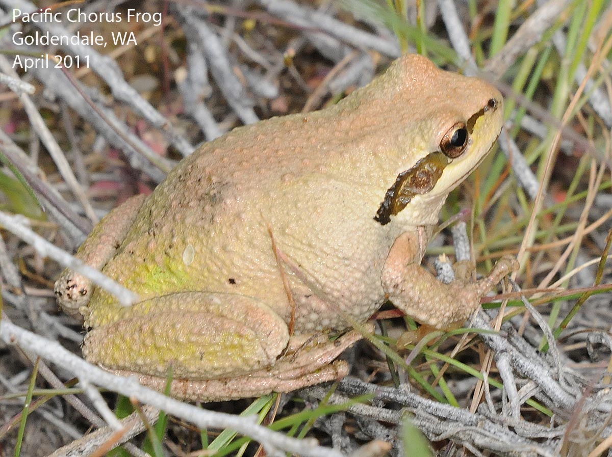 Northwest Nature Notes THE CHORUS OF THE CHORUS FROGS