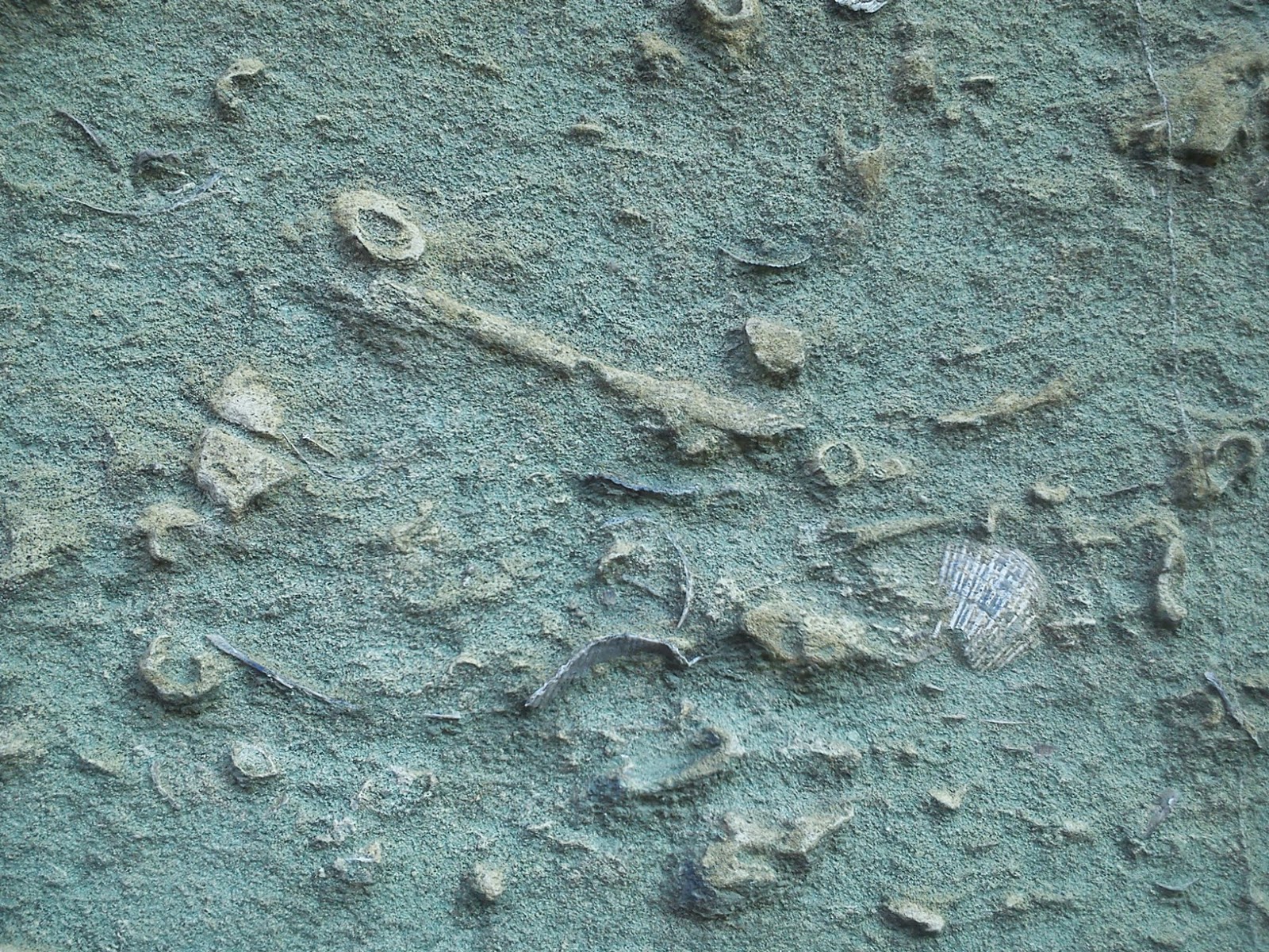 Vorgarten: Juni 2014