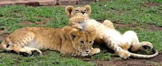 Captive lion breeders argue it is better that lion trophy hunter’s shoot a captive-bred lion than a wild lion.