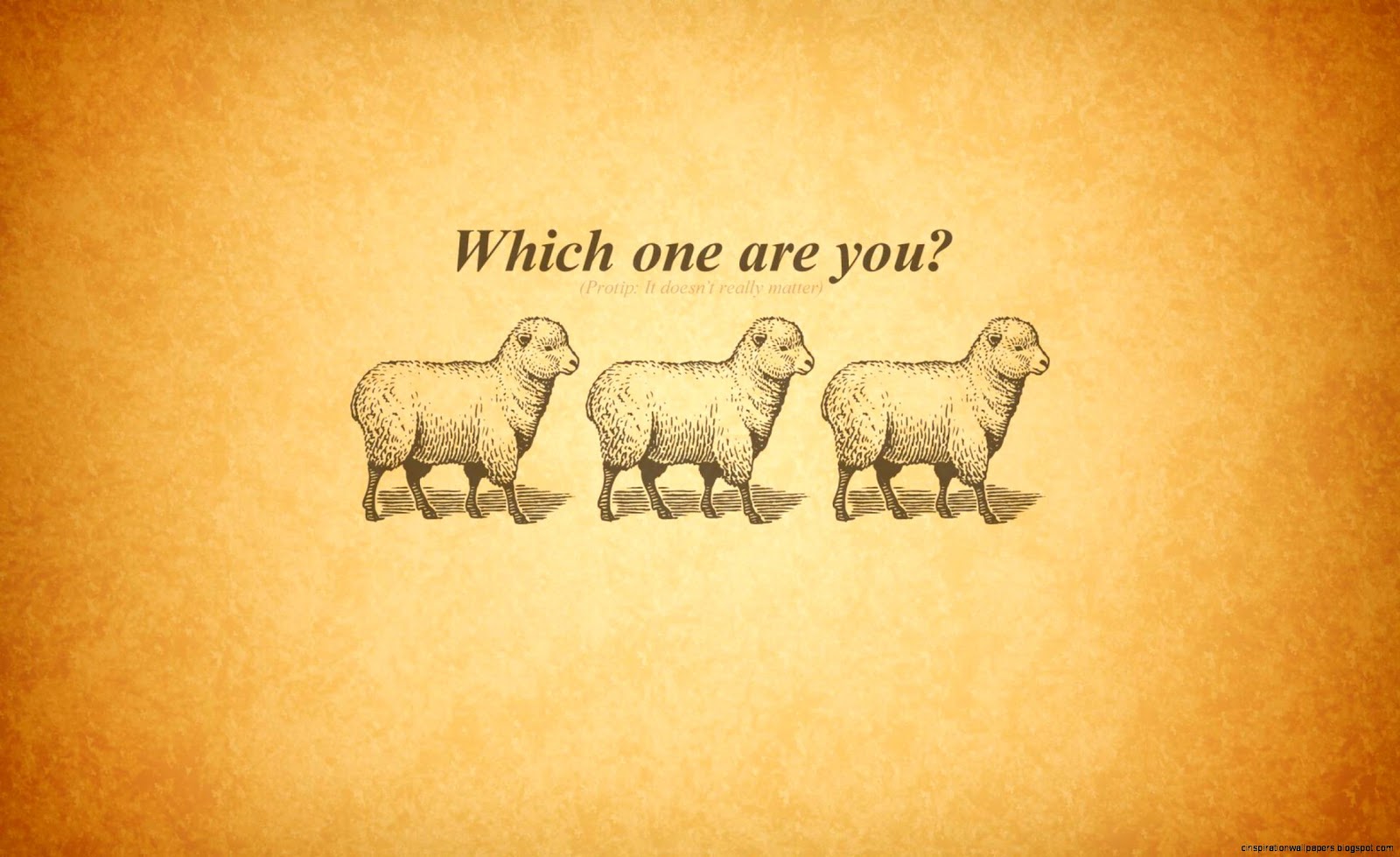 Funny Sayings About Sheep