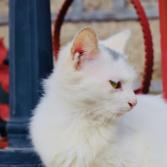 [10 Pics] Some stray Chinese pastoral cats from my camera 