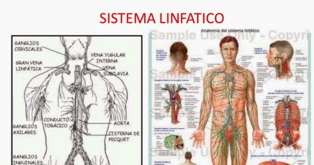 NATION HEALTH MD Lymph MD - Suplemento Del Sistema Linfático Con 9 - Foto 11