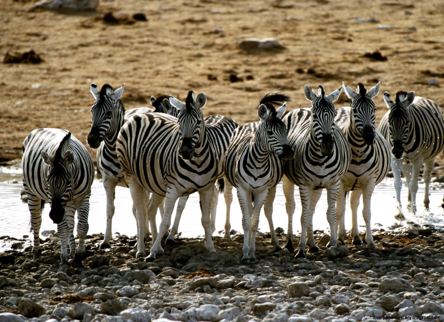 Zebra Giraffe